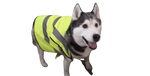 Misty (Dog)