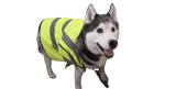 Misty (Dog)